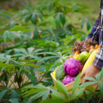 Permaculture Without the Buzzwords: What Actually Works on Real Land